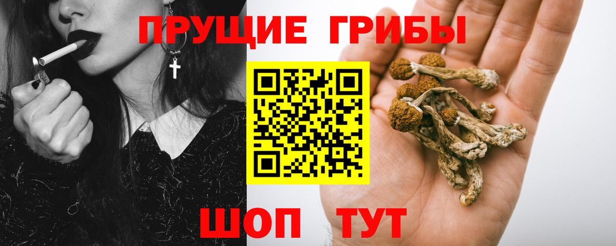 Псилоцибиновые грибы Psilocybe Махачкала